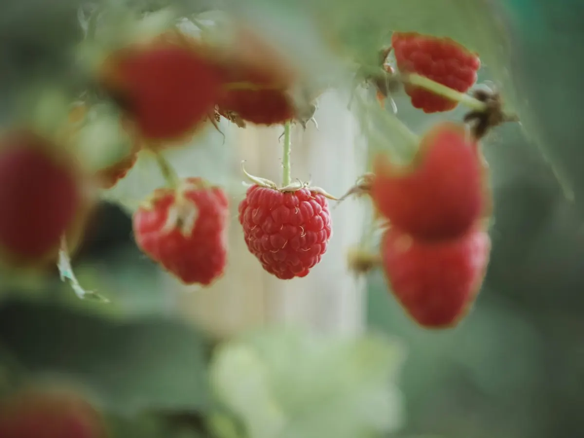 Framboises fraîches et mûres sur le plant