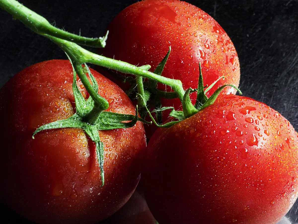 Tomates en grappe avec des gouttes d'eau
